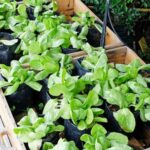 Vibrant vegetable garden in Alabama's fertile soil