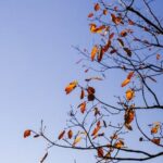 are worms good for vegetable gardens