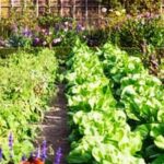 Raised Vegetable Garden Plans: Easy DIY Tips for Your Elevated Garden Design
