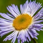 Bright and Bountiful: Better Homes and Gardens Australia Vegetable Garden