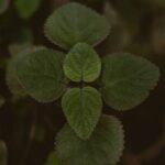 Join our Allotment Vegetable Gardening Forum for expert tips, advice, and community support