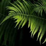 Best Vegetables for Raised Beds: Tips for Successful Gardening