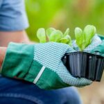 Best Book on Gardening Vegetables: A Comprehensive Guide for Beginners and Seasoned Gardeners