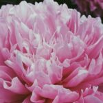 Healthy vegetable plants ready for July gardening in Dallas, TX