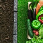 Expert Gardener Organics Vegetable & Tomato Food Tea D: Nourishing blend for thriving crops