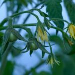 Step-by-step guide to organic vegetable gardening for beginners in Tamil