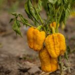 FLORIDA VEGETABLE CONTAINER GARDENING: Growing tomatoes, peppers, and herbs on your balcony or patio