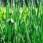 Vegetable gardening guide: West of the Cascades. Learn from Steve Solomon's expertise