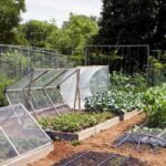 Natural Squirrel Repellent for Protecting Vegetable Gardens from Rodent Damage