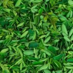 The Vegetable Gardener's Bible: Essential guide for successful gardening, tips for beginners and seasoned gardeners alike