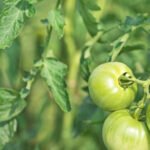 Expert gardening advice for planting vegetables successfully