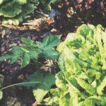 Organic vegetable gardening in South Florida: Growing diverse, sustainable crops year-round in subtropical climate