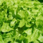 Fresh Arctic Gardens Vegetables - a colorful array of locally-grown produce