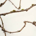 Scotts Brown Mulch - Safe Choice for Vegetable Gardens