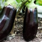 Organic Urea Fertilizer: Best Choice for Vegetable Gardens at Home Depot