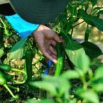 Beautiful homegrown vegetables in a backyard garden - VEGETABLES BACK YARD GARDENING at its finest