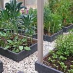 Vibrant indoor vegetable garden under grow lights