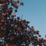 Effective snail pellet usage in vegetable gardens for pest control and plant protection