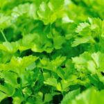 Step-by-step guide to Organic Vegetable Gardening for Dummies: Tips, Techniques, and Essential Tools for Success