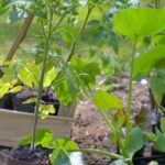 Martha Green 2014's Vegetable Container Gardening: A Quick Start Guide - Grow your own fresh produce