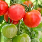 How to Rid Vegetable Gardens of Fungus Using organic fungicide for vegetable garden fungus removal - How to rid vegetable gardens of fungus