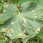 Explore Vegetable Gardening in Wisconsin tips and ideas on Reddit