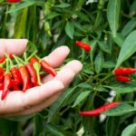 VEGETABLE GARDENING CALENDAR UK: A Seasonal Guide for Planting and Harvesting Fresh Produce