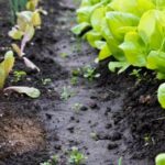 Using hardwood mulch in vegetable gardens provides weed control and moisture retention benefits