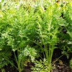 Vegetable Combination Ideas for Container Gardens Vegetable Combo Ideas for Containers: Tomatoes, Peppers, Herbs