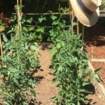 Vegetable Gardening Planner Vegetable Garden Planner: Plan, Plant, and Grow Your Perfect Garden with our Easy-to-Use Tool