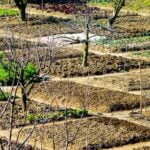 Vegetable gardener working at a potting bench with gardening tools and potted plants