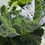 Is Cutter Backyard Spray Safe for Vegetable Gardens Safe and Effective Cutter Backyard Spray for Vegetable Gardens