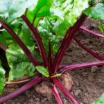 Thriving vegetable garden in drought-resistant soil, saving water while producing bountiful harvests