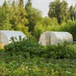 Bill about homeowners vegetable gardens: promoting sustainable and organic gardening practices for residential properties