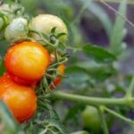 Discover fresh vegetable gardening inspiration on Pinterest for your home garden