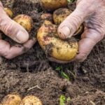 all about square foot vegetable gardening