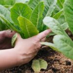 Raised planter box with thriving vegetable garden, perfect for urban gardening