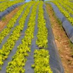 Prime Location for Vegetable Gardening