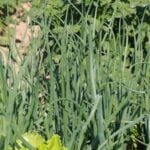 Effective organic weed control solution for vegetable gardens - grass and weed killer