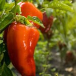 Container vegetable gardening in Mediterranean climate: tips for successful harvests on your patio or balcony