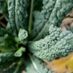 Best Vegetables for Small Space Gardening Top 5 Best Vegetables for Small Space Gardening: Tomatoes, Herbs, Peppers, Lettuce, and Radishes