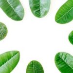 Best Vegetable Gardening Book: A Comprehensive Guide for Beginners and Experts