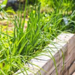 Best Deer and Rabbit Repellent for Vegetable Gardens Natural and Effective: The Best Deer and Rabbit Repellent for Vegetable Gardens