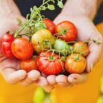 High Tunnel Vegetable Gardening High Tunnel Vegetable Gardening: Growing fresh produce in protective, high tunnel structures