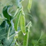 CS SB 82 Vegetable Gardens HOA: Community-approved gardening guidelines for homeowners to follow