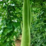 Learn expert tips and advice on organic vegetable gardening in our informative podcast series