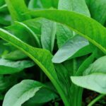 Fun and educational vegetable container gardening for kids: A hands-on learning experience