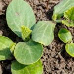 Beginner Vegetable Gardeners Essentials Must-have tools and tips for beginner vegetable gardeners - BEGINNER VEGETABLE GARDENERS ESSENTIALS