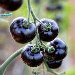 Photo gallery of 17 Common Diseases of Leafy Vegetables on Dengarden for gardening and food enthusiasts