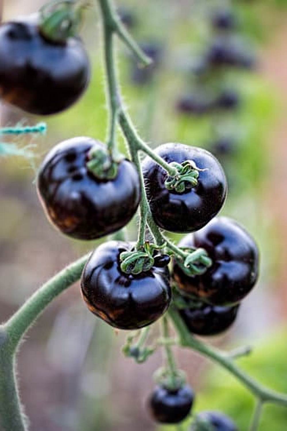 Photo gallery of 17 Common Diseases of Leafy Vegetables on Dengarden for gardening and food enthusiasts